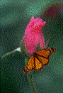 mariposa-139.gif