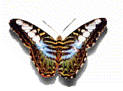 mariposa-141.gif