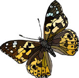 mariposa-162.jpg