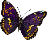 mariposa-163.jpg