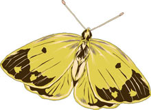 mariposa-164.jpg