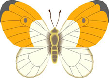 mariposa-166.jpg
