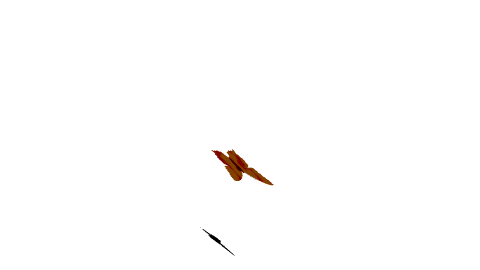 mariposa-172.gif