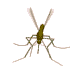 mosca-012.gif