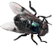 mosca-016.gif