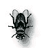 mosca-017.gif