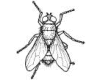 mosca-019.gif