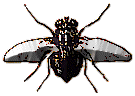 mosca-022.gif