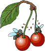 mosca-023.gif
