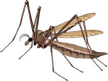 mosquito-007.jpg