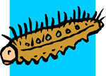 oruga-014.jpg
