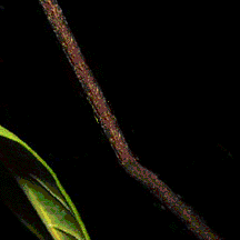 oruga-023.gif