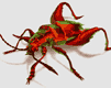 insectos-miscelanea-067.gif
