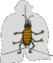 insectos-miscelanea-070.gif