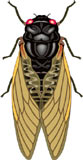 insectos-miscelanea-082.jpg