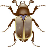 insectos-miscelanea-083.jpg