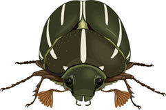 insectos-miscelanea-084.jpg