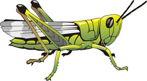 insectos-miscelanea-085.jpg
