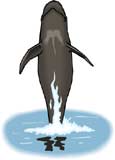 ballena-010.jpg