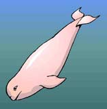 ballena-011.jpg