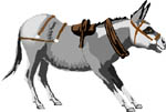 burro-asno-mula-014.jpg