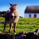 burro-asno-mula-015.jpg