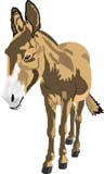 burro-asno-mula-024.jpg