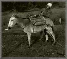 burro-asno-mula-025.jpg