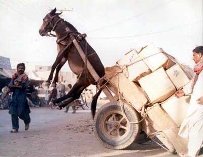 burro-asno-mula-028.jpg