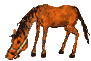 caballo-035.gif