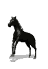 caballo-041.gif