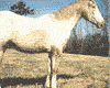 caballo-054.gif