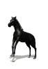 caballo-064.gif