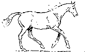 caballo-069.gif