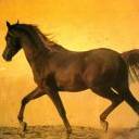 caballo-077.jpg