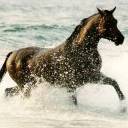 caballo-078.jpg