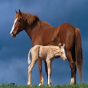 caballo-082.jpg