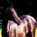 caballo-083.jpg