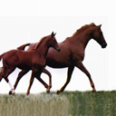 caballo-084.jpg