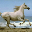 caballo-085.jpg