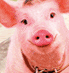 cerdo-025.gif