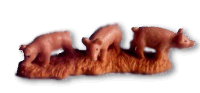 cerdo-036.gif
