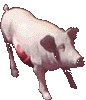 cerdo-046.gif