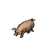 cerdo-052.gif