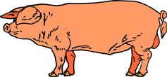 cerdo-059.jpg