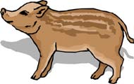 cerdo-065.jpg