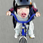 cerdo-082.gif