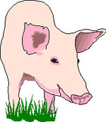 cerdo-095.jpg