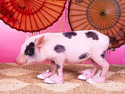 cerdo-101.jpg