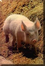 cerdo-107.jpg